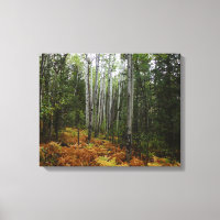 White Birch Trees and Fall Ferns at Rocky Mountain
