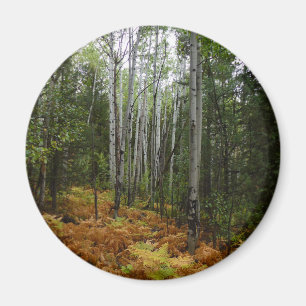 White Birch Trees and Fall Ferns at Rocky Mountain Magnet