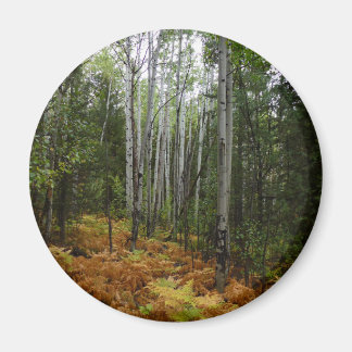 White Birch Trees and Fall Ferns at Rocky Mountain Magnet