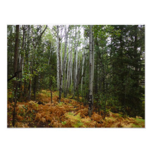 White Birch Trees and Fall Ferns at Rocky Mountain Photo Print