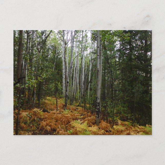 White Birch Trees and Fall Ferns at Rocky Mountain Postcard (Front)