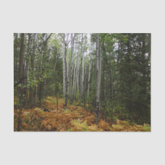 White Birch Trees and Fall Ferns at Rocky Mountain Tissue Paper