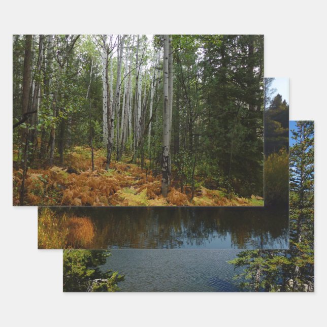 White Birch Trees and Fall Ferns at Rocky Mountain Wrapping Paper Sheet (Set)