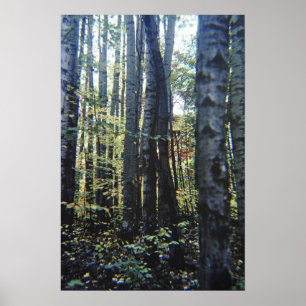 White birch trees poster
