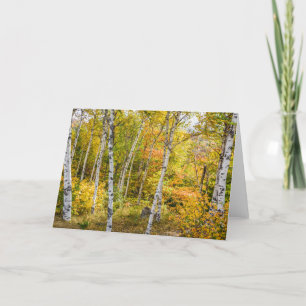 White Birches in Autumn Greeting Card