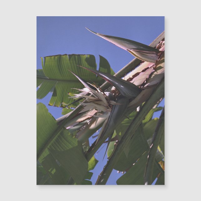 White Bird of Paradise - Flexible Photo Magnet  (Front)