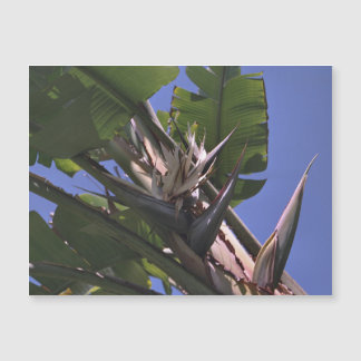 White Bird of Paradise Magnetic Card Refrigerator