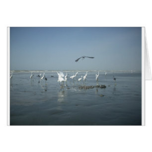 White birds featehres hakuna matata.JPG