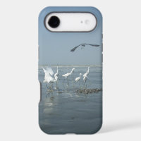 White birds featehres hakuna matata.JPG