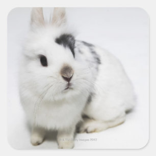 White, black and brown rabbit square sticker