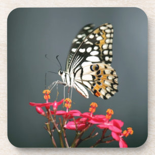 White Black and Yellow Butterfly on Pink Flowers Coaster