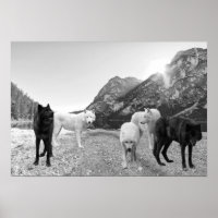 White Black Wolf River Landscape 
