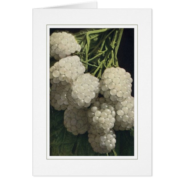 White Blackberry (Front)