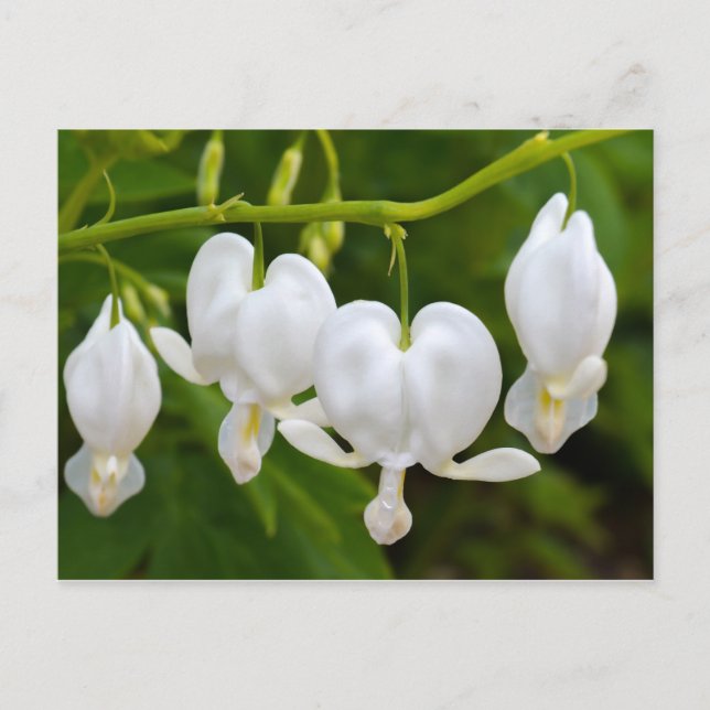 White Bleeding Heart Flower Postcard (Front)
