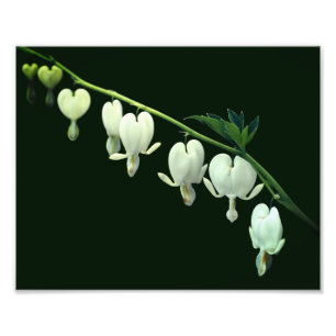 White Bleeding Heart Flowers 8x10 Photo Print