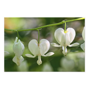 White Bleeding Hearts Flowers Photo Print