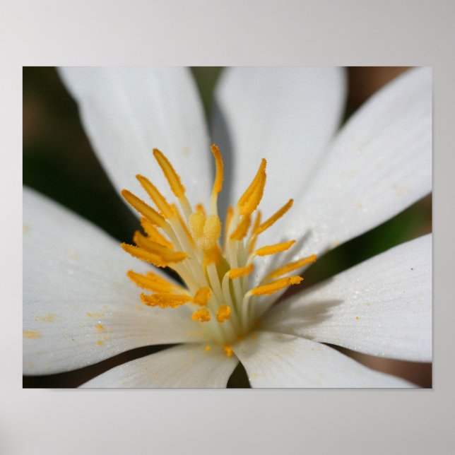 White Bloodroot Flower Petals And Centre Poster (Front)
