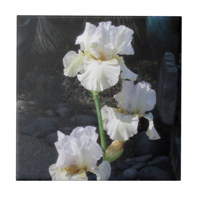 White Blooming Iris Tile (Front)