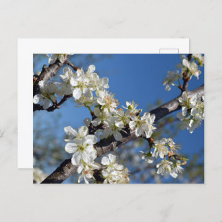 White blooming plum tree branch in spring postcard