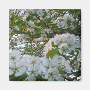 White Blooms Magnet