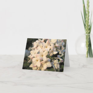 White Blooms Note Card