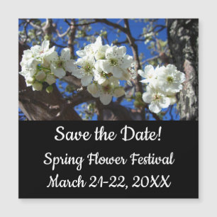 White Blossom Clusters Spring Flowering Pear Tree