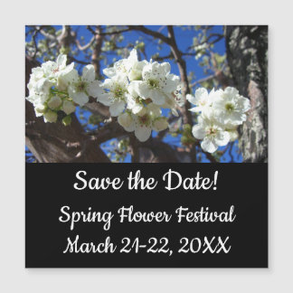 White Blossom Clusters Spring Flowering Pear Tree