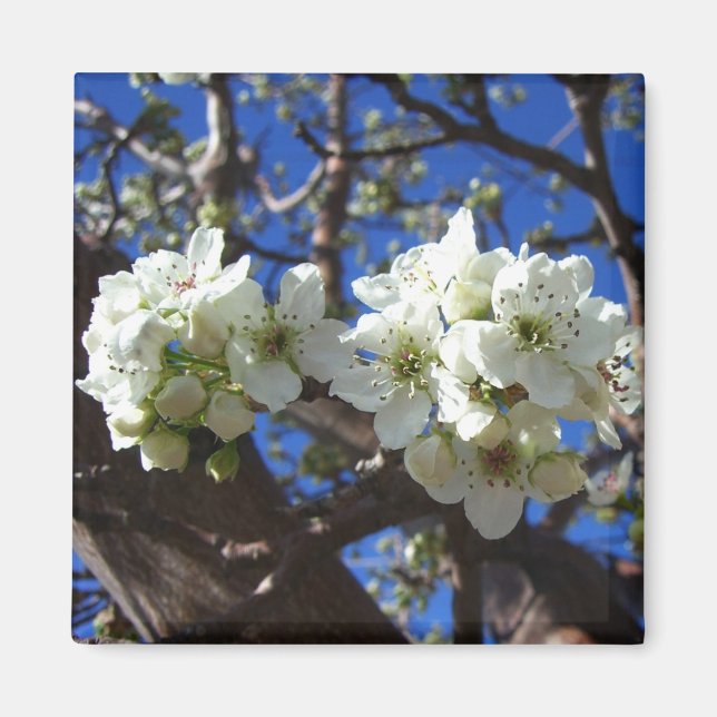 White Blossom Clusters Spring Flowering Pear Tree Magnet (Front)