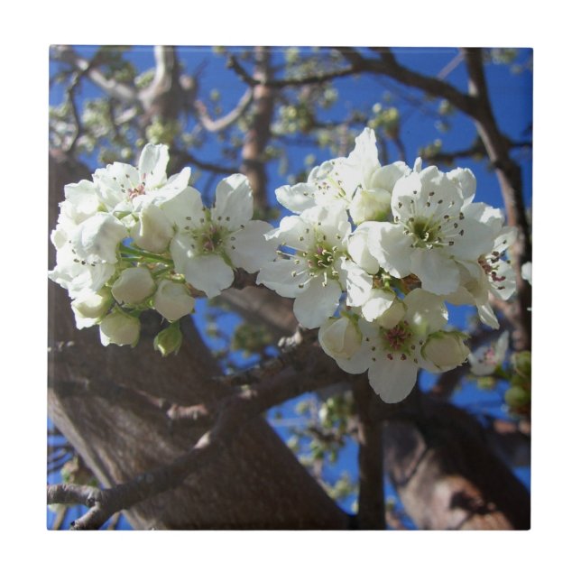 White Blossom Clusters Spring Flowering Pear Tree Tile (Front)