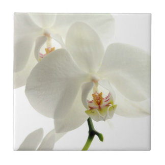 White Blossom Orchid Flower Floral Nature Tile