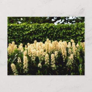 White blossom postcard