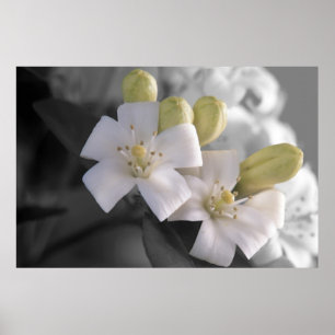 White Blossom Poster