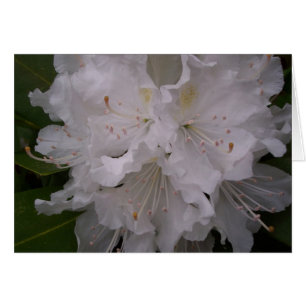 White Blossoms