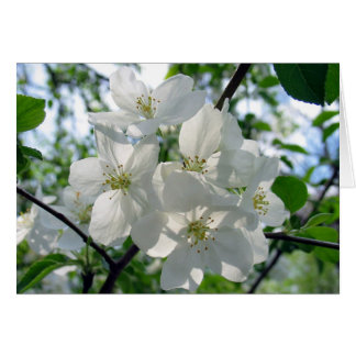 White Blossoms