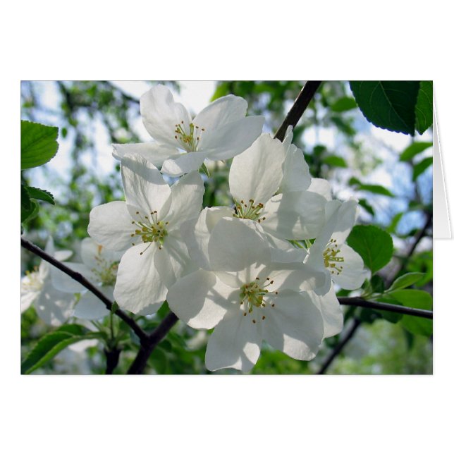 White Blossoms (Front Horizontal)