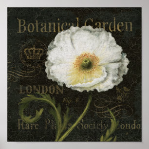 White Blossoms and Leaves Poster