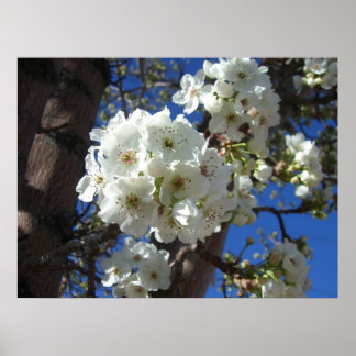 White Blossoms I Ornamental Pear Tree Poster