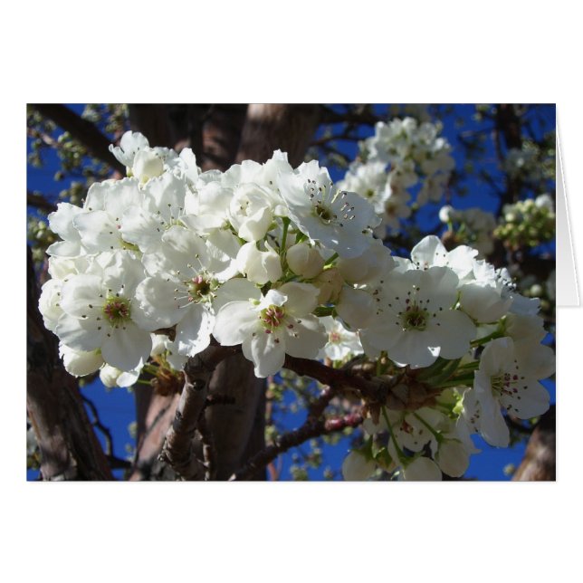 White Blossoms II Spring Flowering Tree (Front Horizontal)
