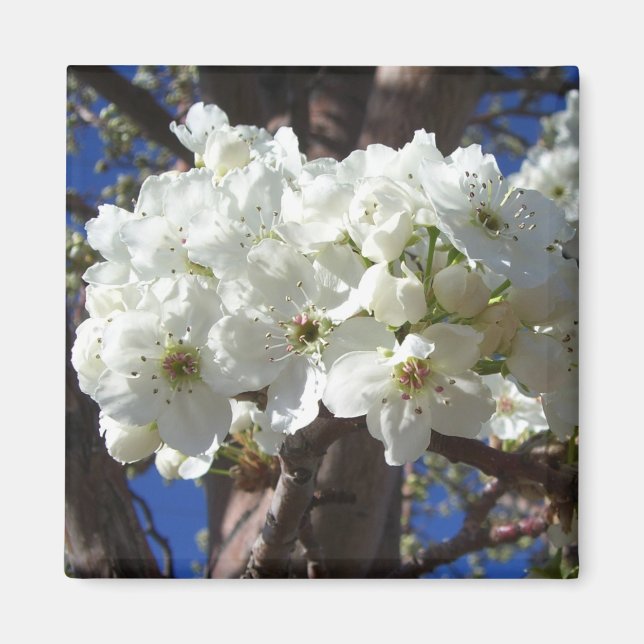 White Blossoms II Spring Flowering Tree Magnet (Front)