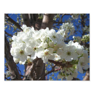 White Blossoms II Spring Flowering Tree Photo Print