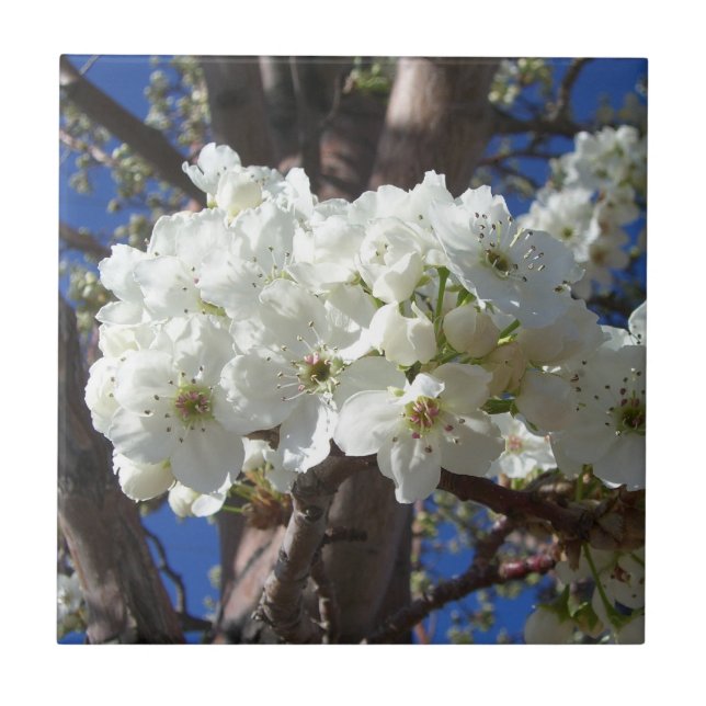 White Blossoms II Spring Flowering Tree Tile (Front)