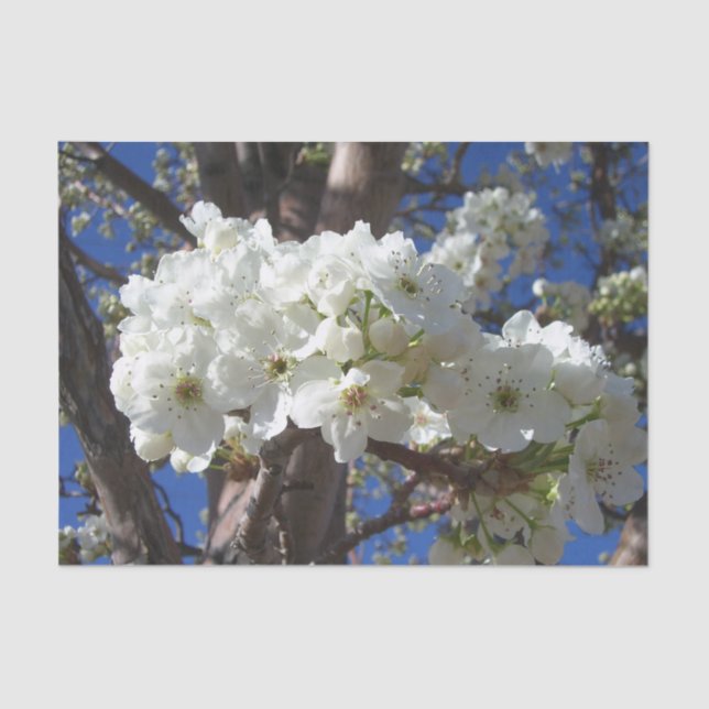White Blossoms II Spring Flowering Tree Tissue Paper (Front)