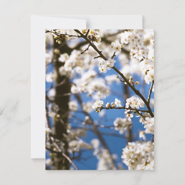 White Blossoms infront of a white sky Card (Front)