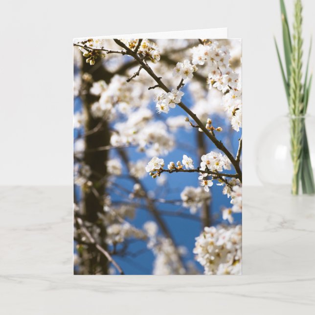 White Blossoms infront of a white sky Card (Front)