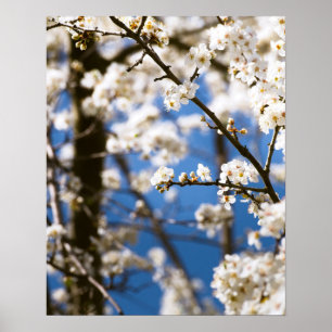 White Blossoms infront of a white sky Poster