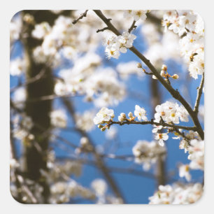 White Blossoms infront of a white sky Square Sticker