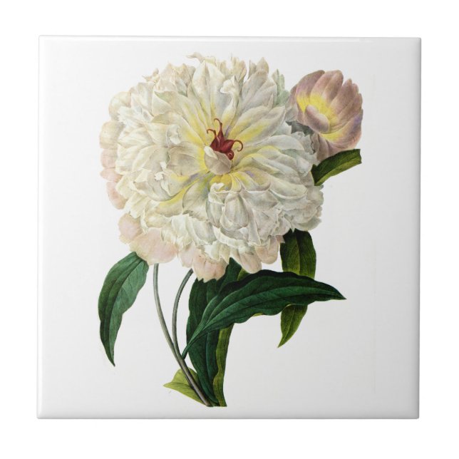 White Blush Peony By Pierre Joseph Redoute Tile (Front)