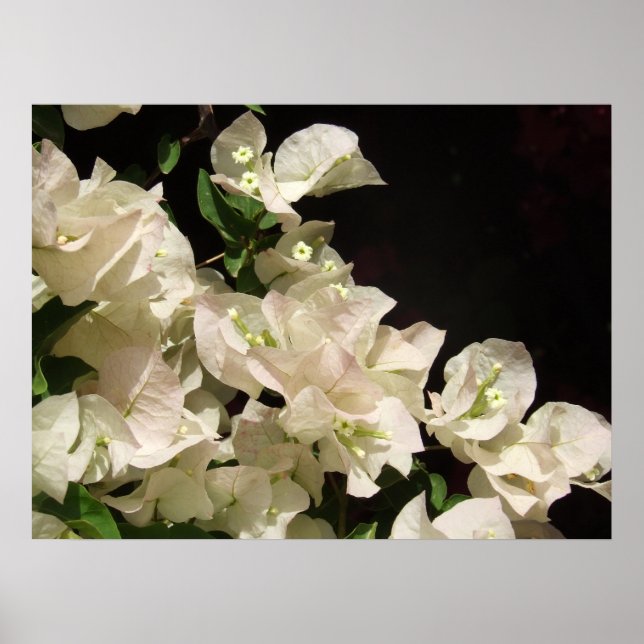 White Bougainvillea Flowers Poster (Front)