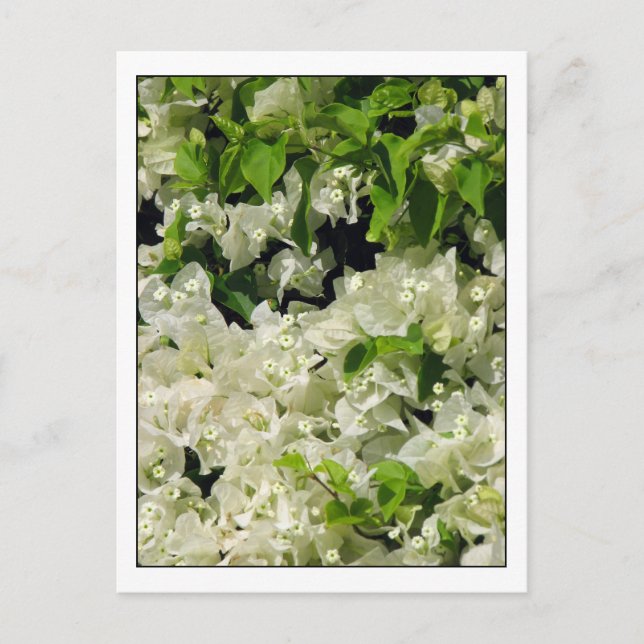 White Bougainvillea Postcard (Front)