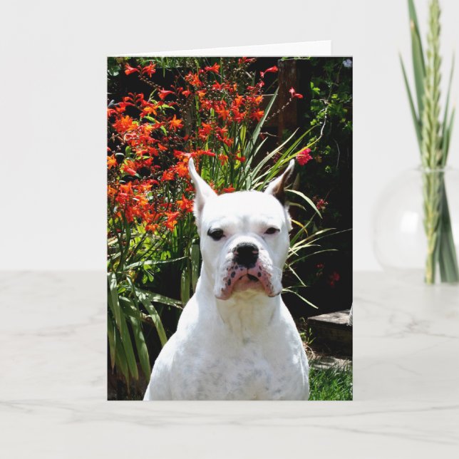 White boxer greeting card (Front)